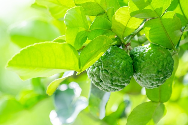 Vers groen bergamotfruit dat aan de tuin van de takbergamotboom hangt en een gezonde voedingsconceptgroep van bergamotmacro