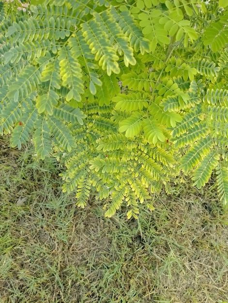 Foto vers groen blad buiten