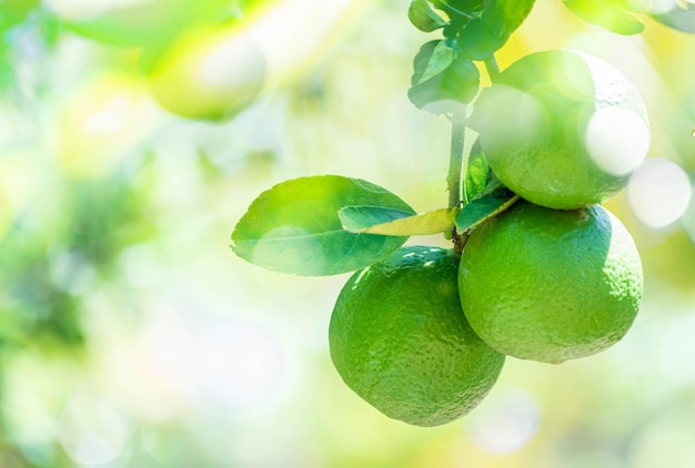 Vers groen citroenenfruit dat aan de boomtuin van takcitroenen hangt en een gezonde voedingsconceptgroep van citroenenmacro