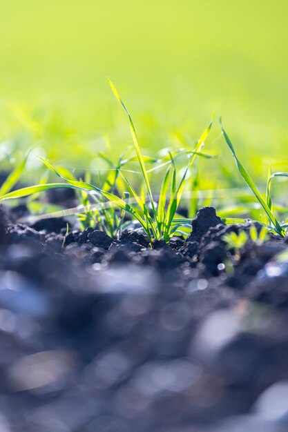 Foto vers groen en vruchtbaar landbouwgras