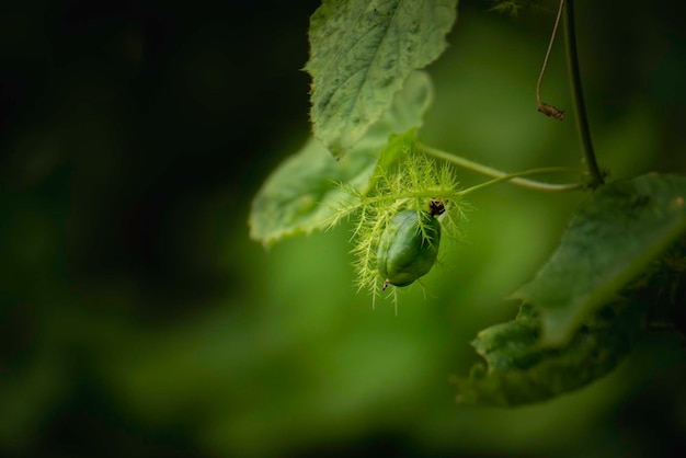 Vers groen fruit vreemde vorm in de natuur