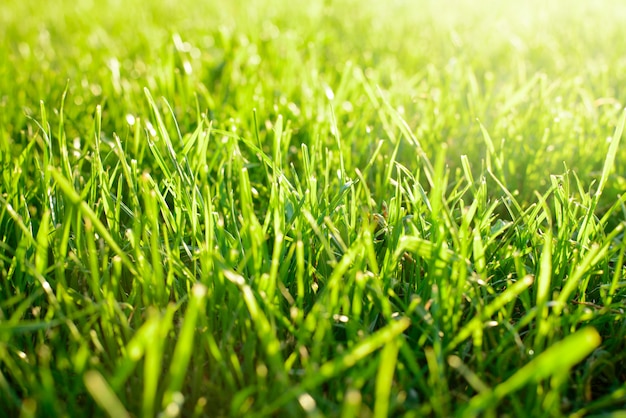 Vers groen gemaaid gras tegen helder zonlicht in de lente. Concept versheid, begin, zuiverheid.