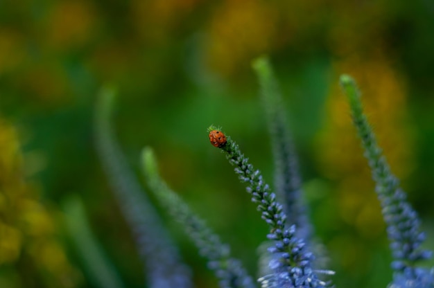 Vers groen gras en lieveheersbeestje close-up Macrofotografie van lieveheersbeestje Helios 44