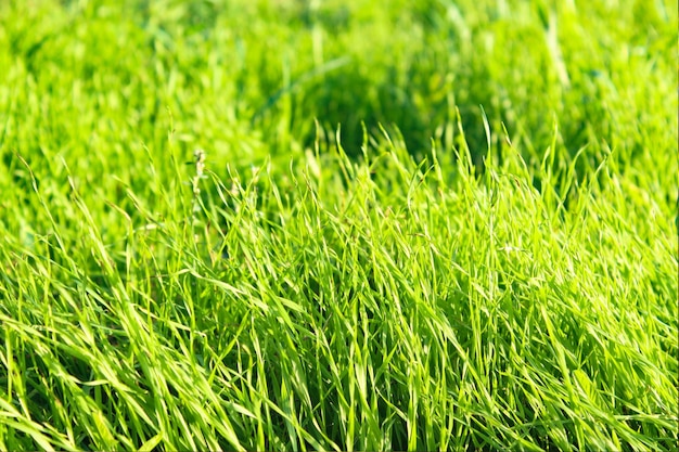 Vers groen gras in de natuur.