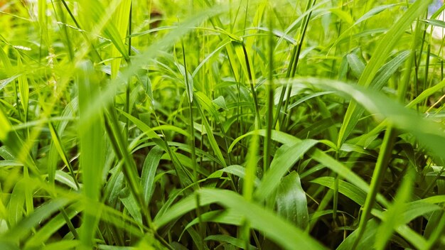 Foto vers groen gras in de ochtend