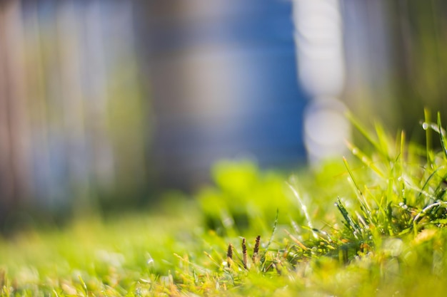 Vers groen gras in zonnige zomerdag in park Prachtig natuurlijk landschap met wazige achtergrond