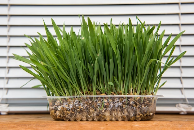 Vers groen gras kattengras huisdier gras natuurlijke haarbal behandeling