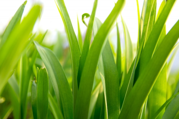 Vers groen gras met aangestoken door de zon, close-up