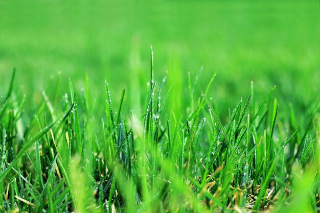 Vers groen gras met dauw druppels close-up.