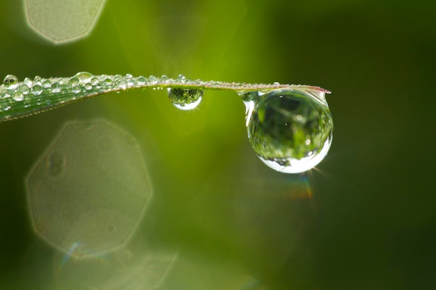 Vers groen gras met dauwdruppels close-up Natuur Achtergrond