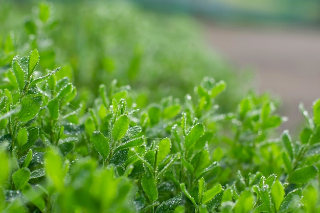 Vers groen gras met regenwaterdalingen