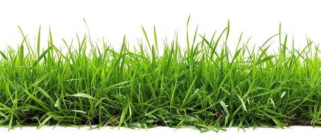 Vers groen gras of grasveld geïsoleerd op witte achtergrond