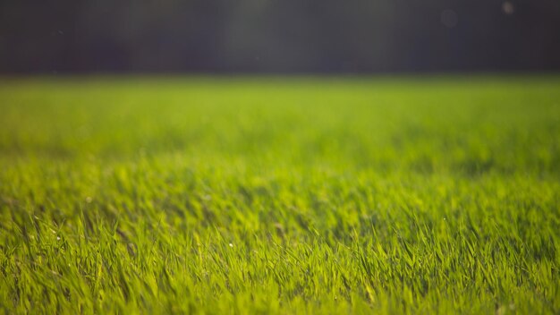 Vers groen gras op een zonnige zomerdag close-up Prachtig natuurlijk landelijk landschap met een onscherpe achtergrond voor ontwerp en projecten met een natuurthema