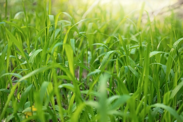 Vers groen gras op wazig lente gebladerte bokeh achtergrond