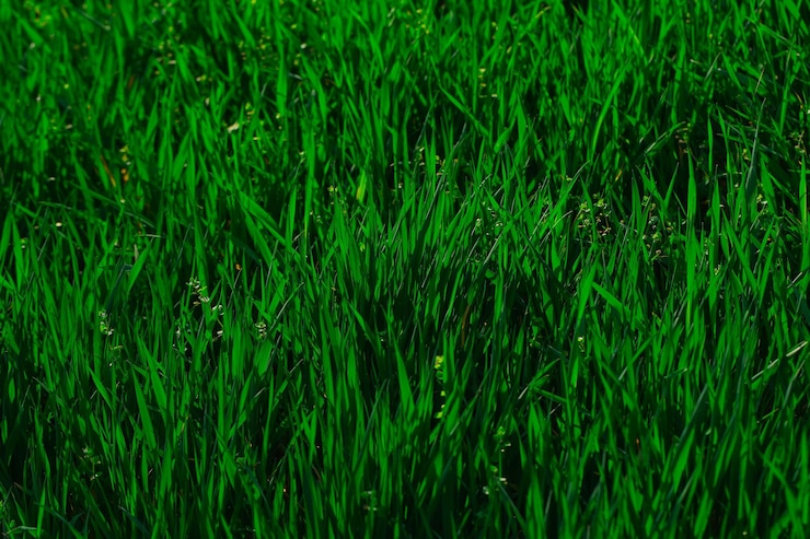 Foto vers groen gras
