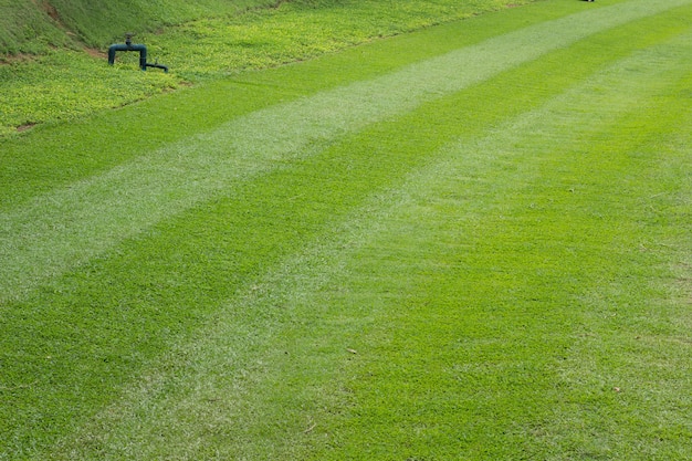 Vers groen grasgazon of grasveld