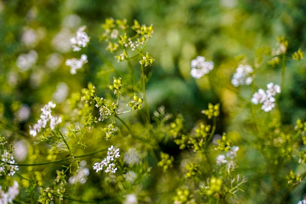 Vers groen Koriander landbouwveld