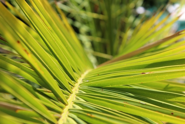 Vers groen palmblad op heldere blauwe skyat zonnige dag