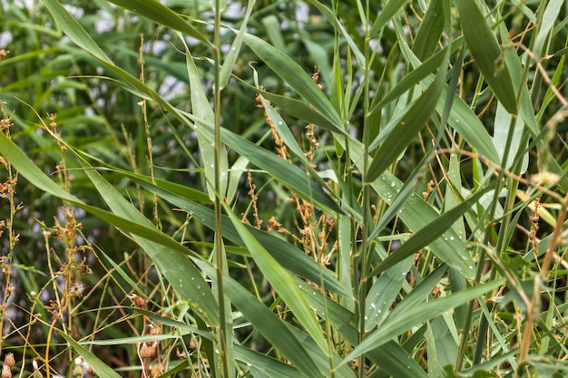 Vers groen riet overdag in het zomerseizoen.