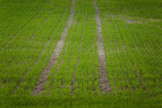 Foto vers groen veld met gewassen in het voorjaar