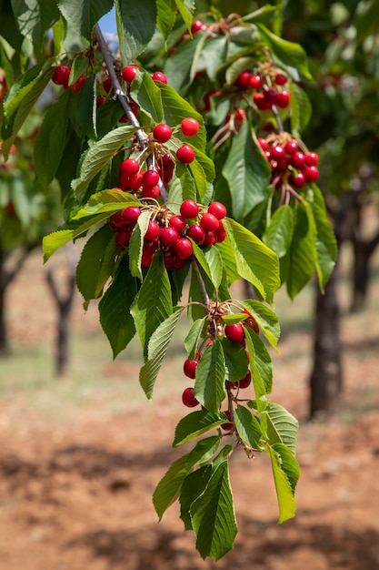 Vers kersenfruit in kersenboom Spil-berg Turkije