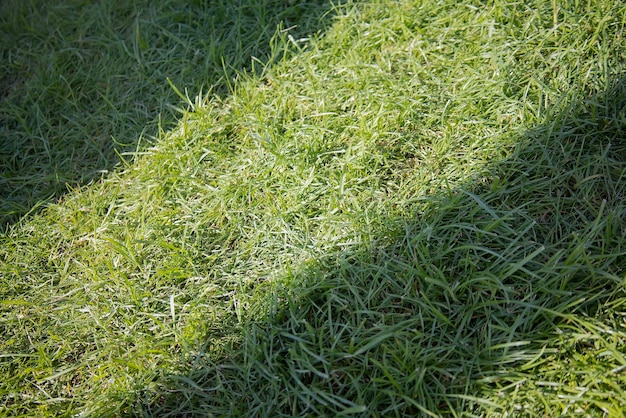 Vers lente groeiend gras met licht en schaduw lijnen natuur patroon achtergrond