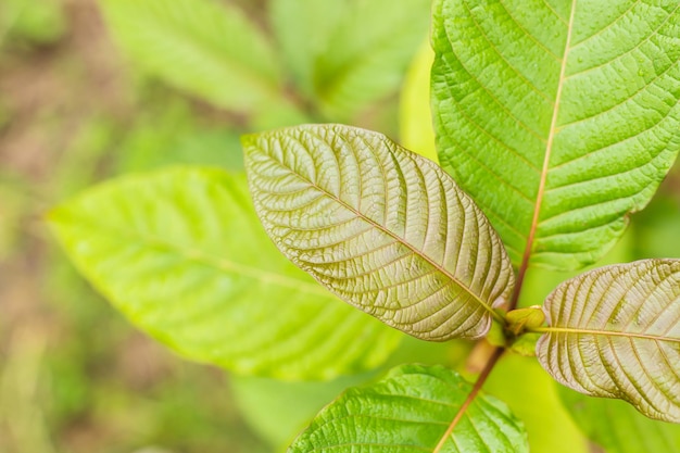 Vers Mitragyna speciosa-blad of kratomboom Buiten fotograferen op onscherpe achtergrond