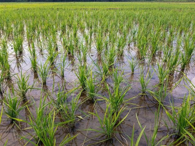 Vers nieuw geplant rijstgewas in het veld