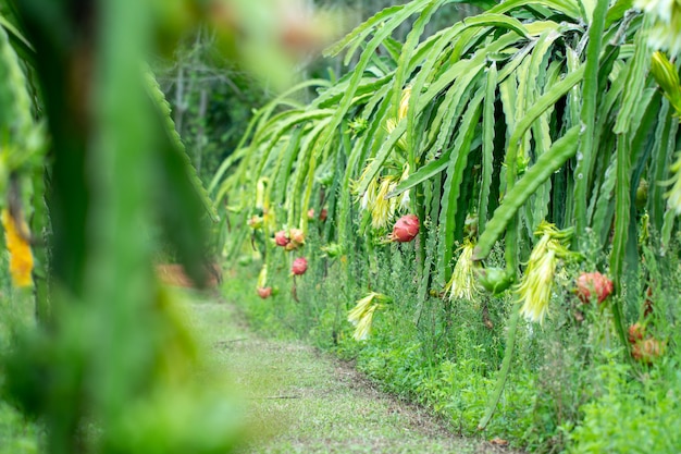 Vers rauw drakenfruit in boerderij of Pitahaya-fruitteelt in of ganic landbouwbedrijf