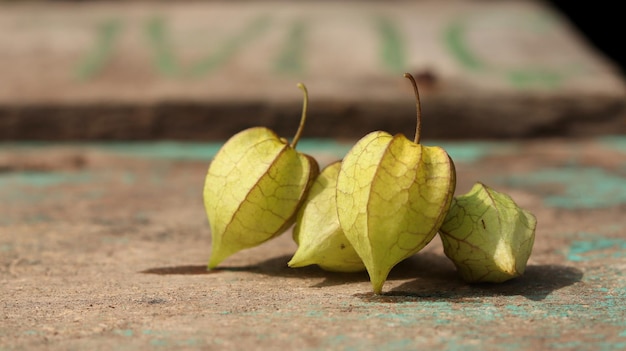 vers rijp gouden bessenfruit. Bekend als ganzenkaapbes, ciplukan, ceplukan, inca, morielje, kers.