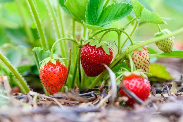 Foto vers rijpe aardbeien in de tuin close-up