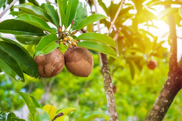 Vers sapodillafruit op boom in organische tuin