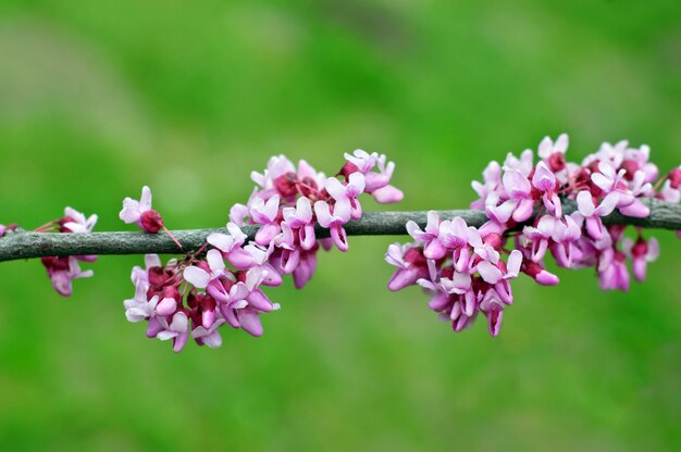 Vers symbool van de lente, bloeiende lila tak