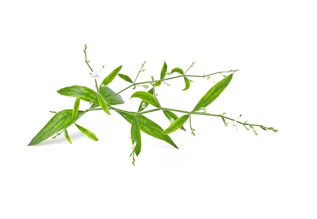 Vers van Andrographis paniculata King of Bitters plant Groene chiretta Geïsoleerd op witte achtergrond