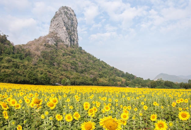 Vers zonnebloemgebied