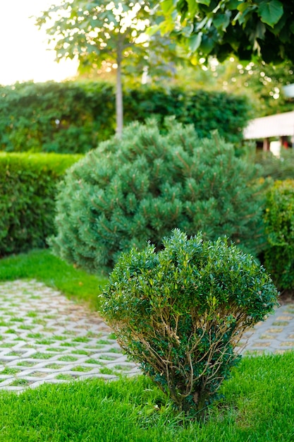 Versatile green boxwood bushes in the yard. Early autumn green natural landscape park background