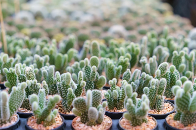 Foto verscheiden miniatuurcactussencollectie