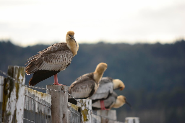verscheidene bandurrias geplaatst op de pier en draad pelicanbilled vogel van Patagonië