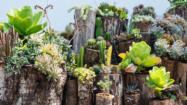 Verscheidenheid aan cactussen in het tuinarrangement van prachtige vetplanten op houten stammen voor decoratie