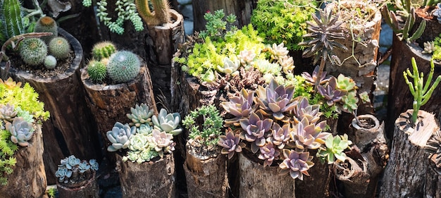Verscheidenheid aan cactussen in het tuinarrangement van prachtige vetplanten op houten stammen voor decoratie
