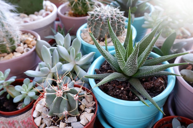 Verscheidenheid aan cactussen vetplanten bovenaanzicht Home Flower Collection