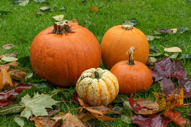 Verscheidenheid aan kleurrijke pompoenen onder herfstbladeren op het gras. Helloween concept decoratie.