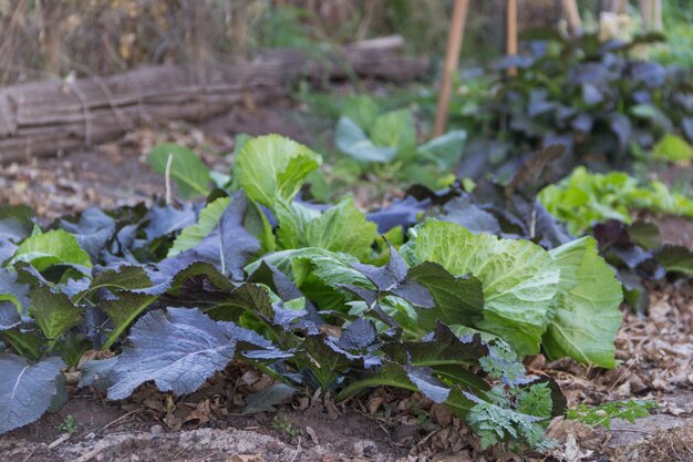 Verscheidenheid aan mosterdplanten gekweekt in de biologische tuin