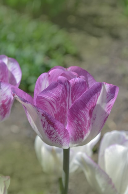 Verscheidenheid aan tulpen in witpaarse en lila strepen Witte tulp met paarse strepen Shirley