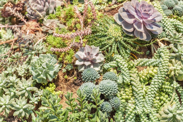 Verscheidenheid van cactussen agave vetplanten, close-up