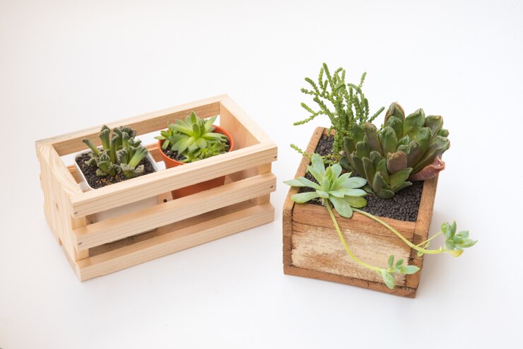 Verscheidenheid van kleine vetplanten plant pot binnen houten kooi voor decoratieve huis geïsoleerd op witte bac