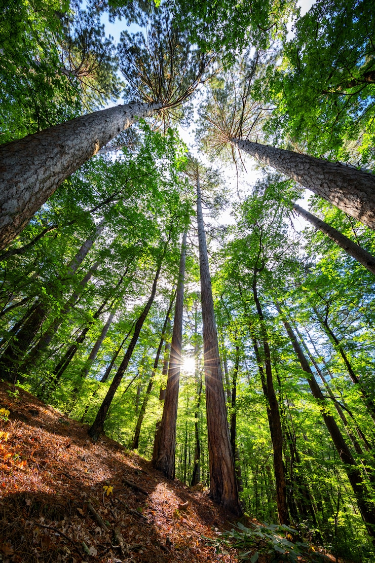 Foto verscheidenheidskronen van de bomen in het de lentebos tegen de blauwe hemel met de zon. onderaanzicht van de bomen