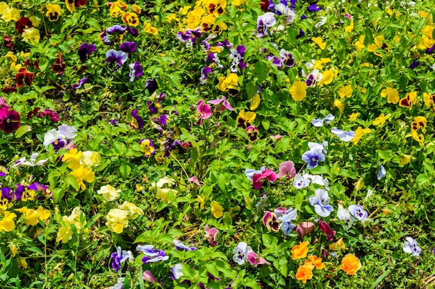 Verschillende altvioolbloemen op bloembed in een tuin