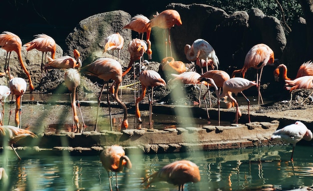 Verschillende Amerikaanse of Caribische flamingo's Phoenicopterus ruber in een vijver