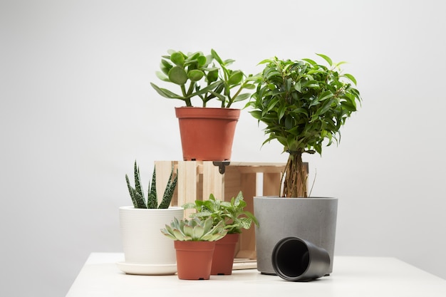 Verschillende binnenbloemen, cactussen in potten op lege geïsoleerde grijze achtergrond